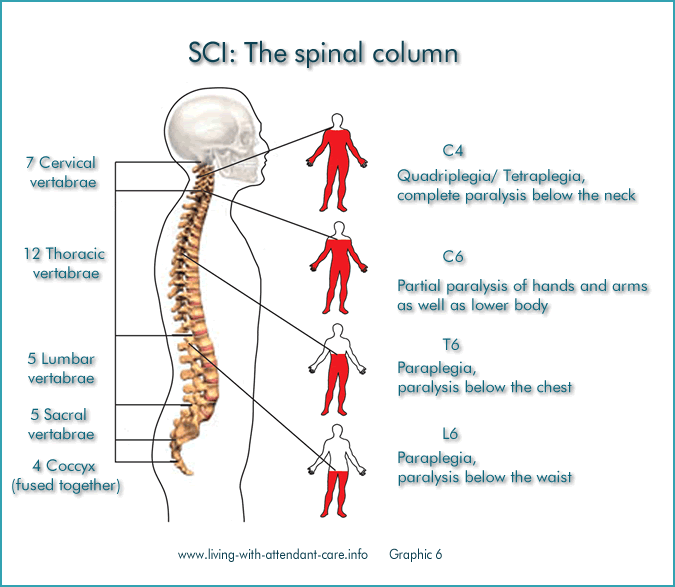 Spinal Cord Injury Levels And Function Chart